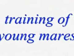training of young mares