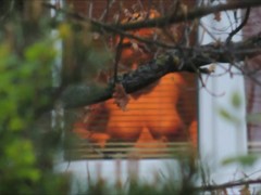 Window Spy