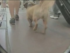 Really nice peach in sexy skirt walking with her doggy