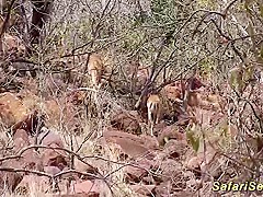wild african jeep sex safari